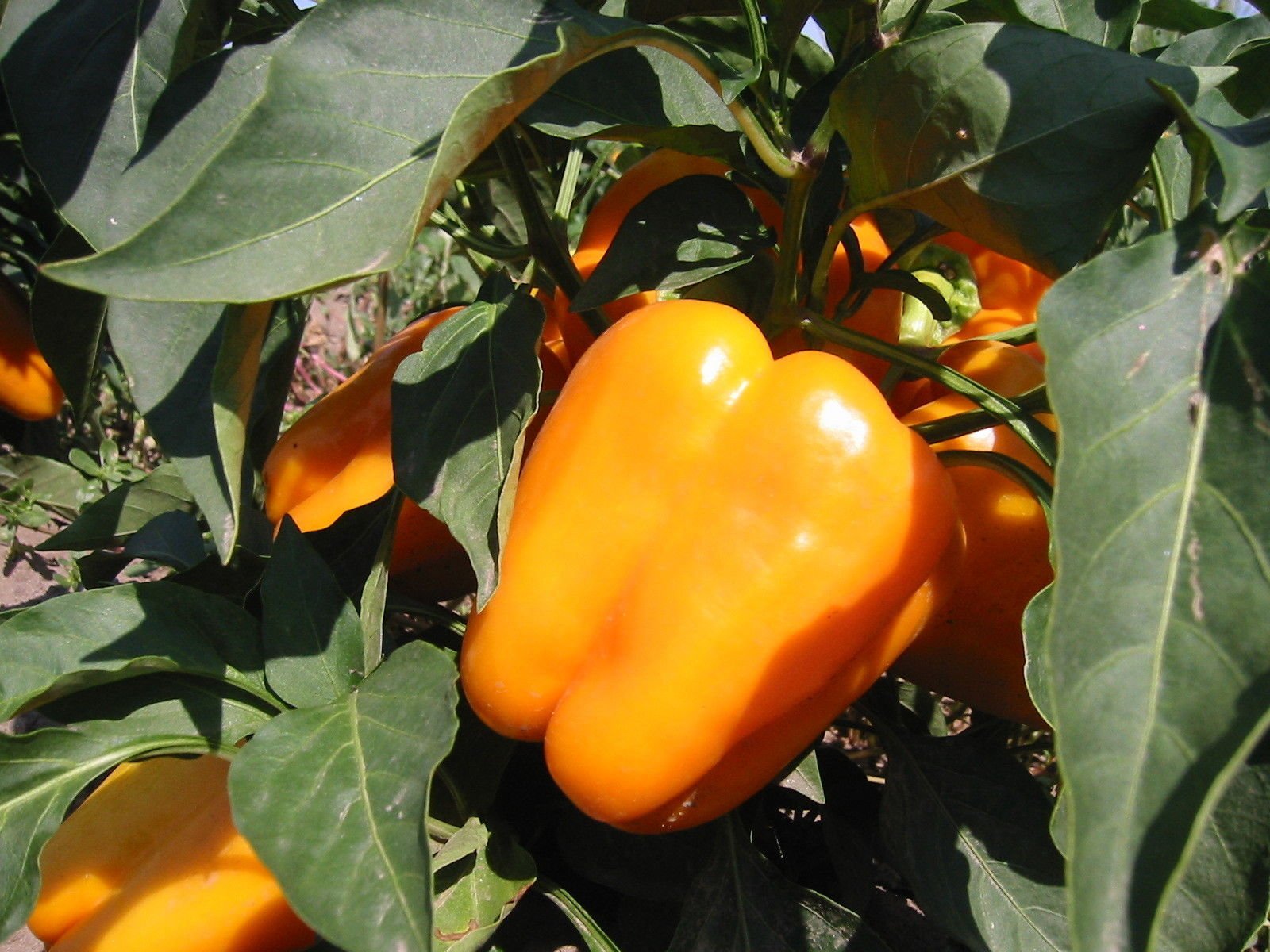 Sweet (orange bell pepper Capsicum annuum) for planting in garden